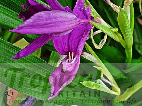 Roscoea purpurea
