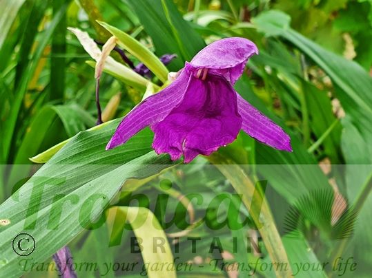 Roscoea purpurea