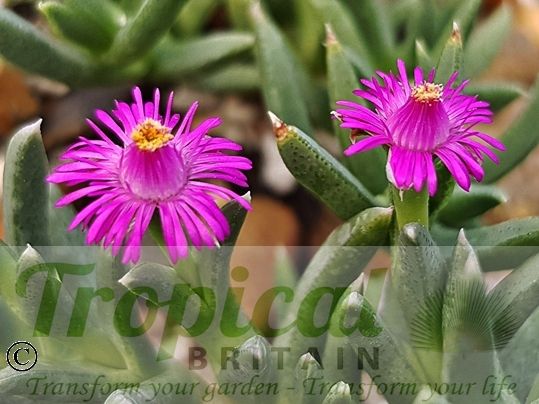 Ruschia pulvinaris