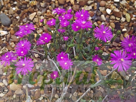 Ruschia pulvinaris