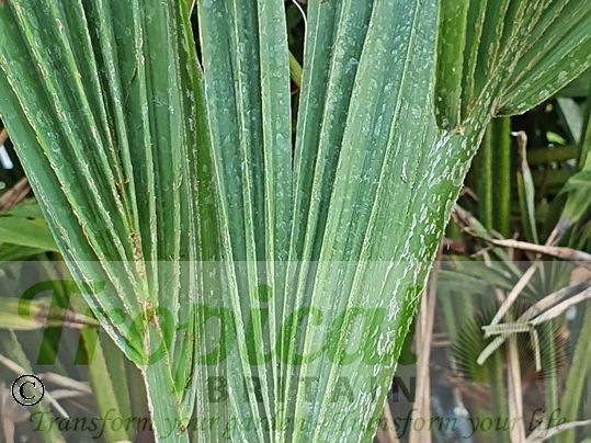 Sabal etonia 