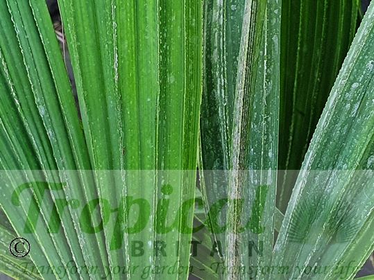 Sabal etonia 