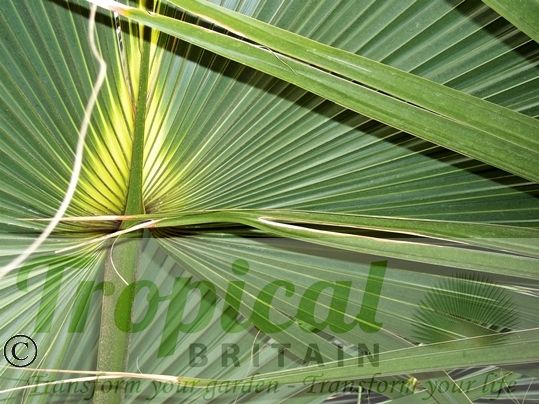 Sabal minor