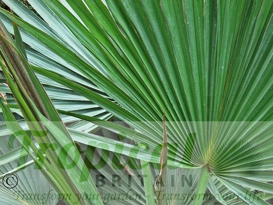 Sabal minor