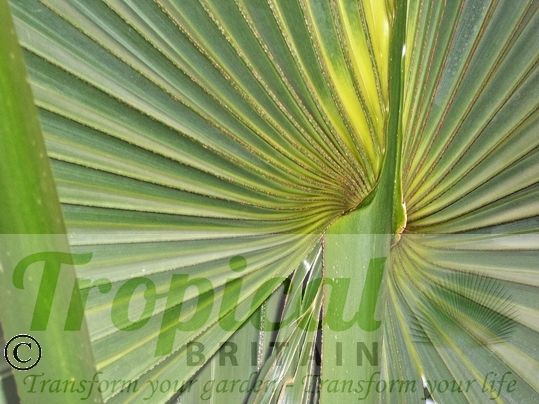 Sabal minor