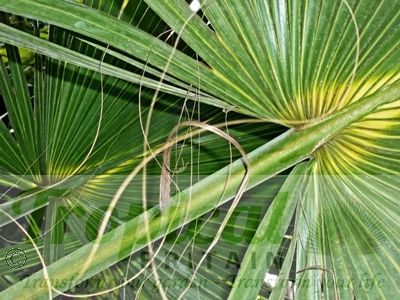 Sabal palmetto