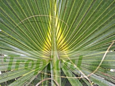 Sabal palmetto