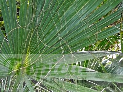 Sabal palmetto