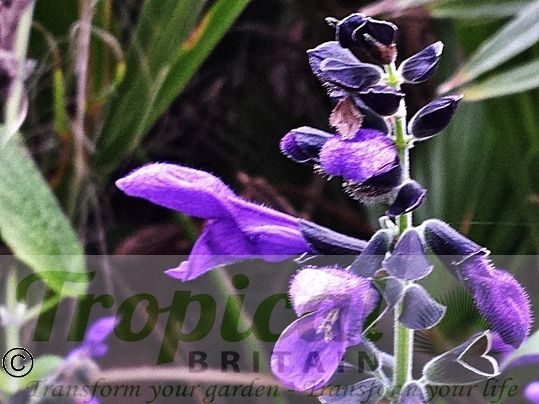 Salvia guaranitica 'Black and Blue'