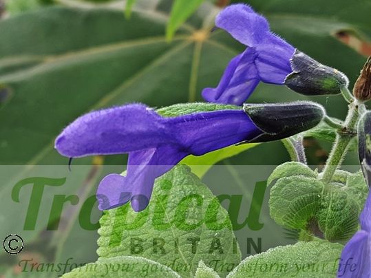 Salvia guaranitica 'Black and Blue'
