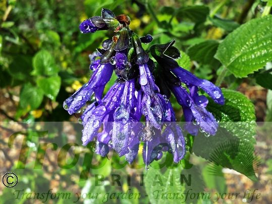 Salvia guaranitica 'Black and Blue'