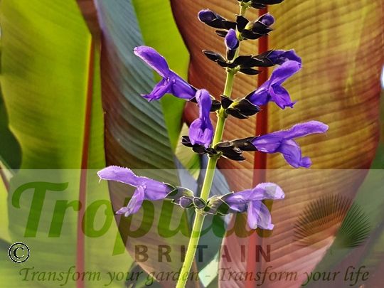 Salvia guaranitica 'Black and Blue'