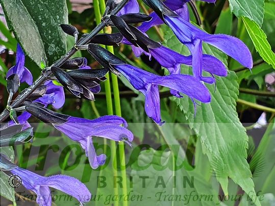 Salvia guaranitica 'Black and Blue'