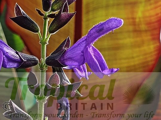 Salvia guaranitica 'Black and Blue'