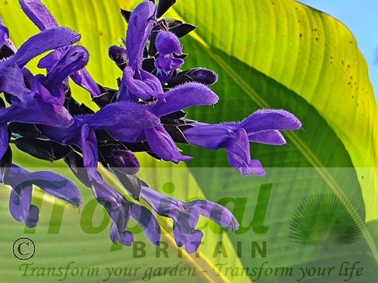 Salvia guaranitica 'Black and Blue' 