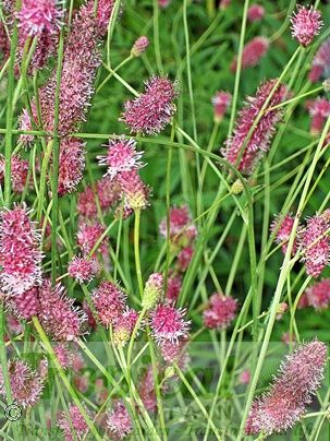 Sanguisorba obtusa