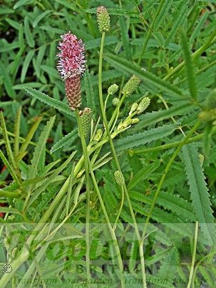 Sanguisorba obtusa