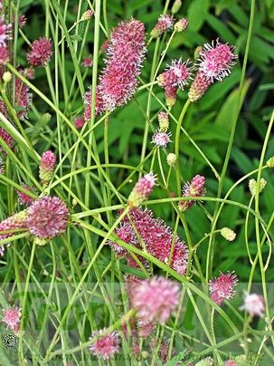 Sanguisorba obtusa