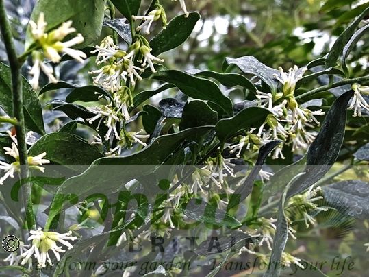 Sarcococca confusa