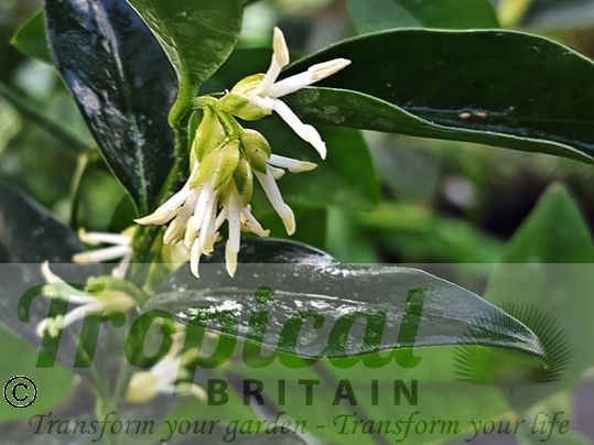 Sarcococca confusa
