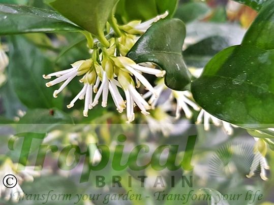 Sarcococca confusa