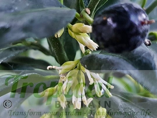 Sarcococca confusa - flowers with drupe