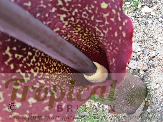 Sauromatum venosum