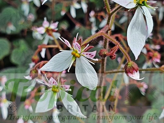 Saxifraga stolonifera