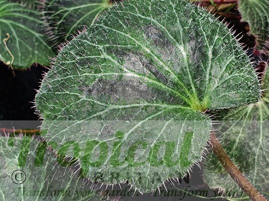 Saxifraga stolonifera