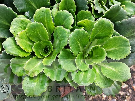 Saxifraga umbrosa