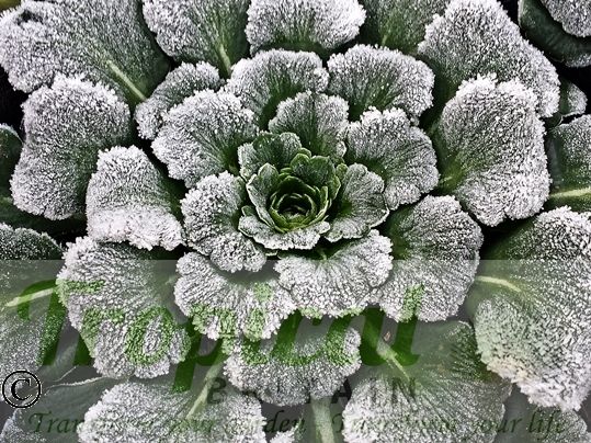 Saxifraga umbrosa - fully frost hardy