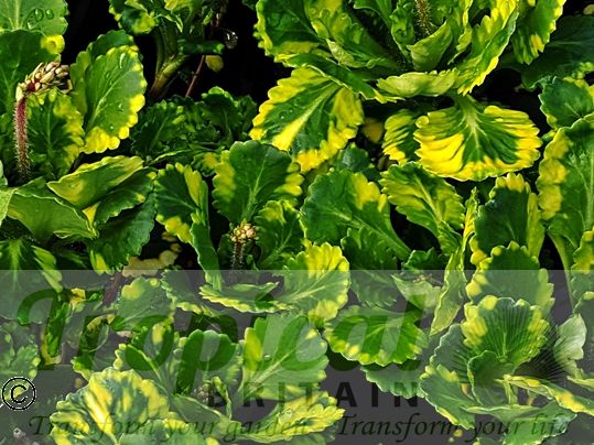 Saxifraga umbrosa 'Variegata'