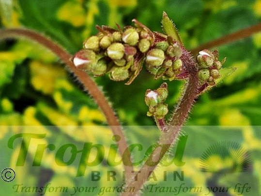 Saxifraga umbrosa 'Variegata'