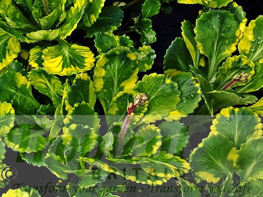 Saxifraga umbrosa 'Variegata'