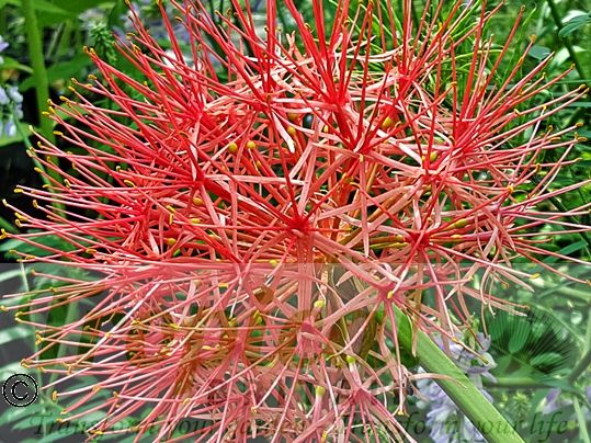 Scadoxus multiflorus