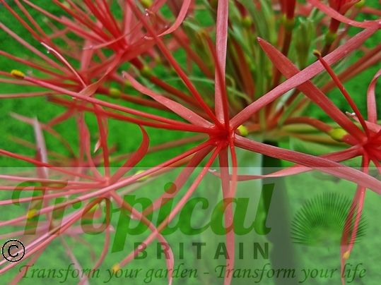 Scadoxus multiflorus