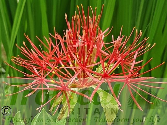 Scadoxus multiflorus
