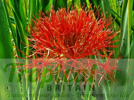 Scadoxus multiflorus