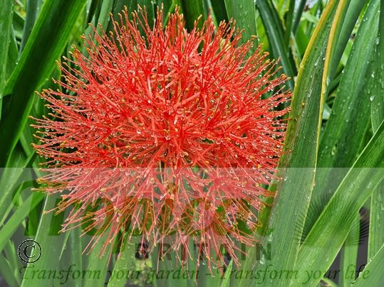 Scadoxus multiflorus
