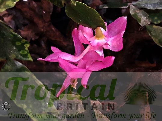 Schlumbergera truncata