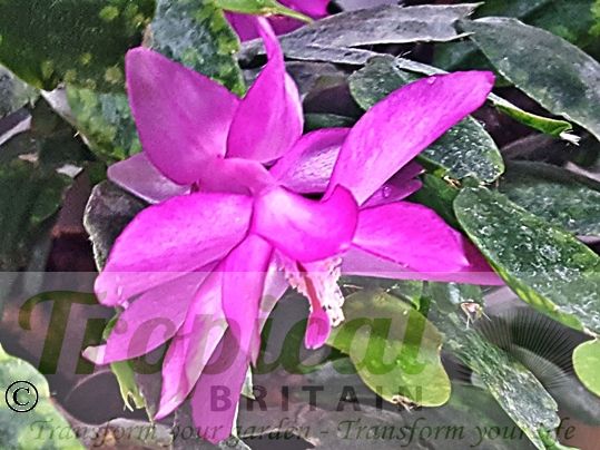 Schlumbergera truncata