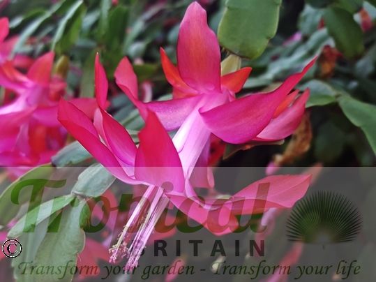 Schlumbergera truncata