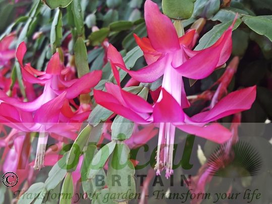 Schlumbergera truncata