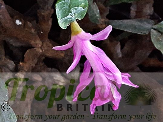 Schlumbergera truncata