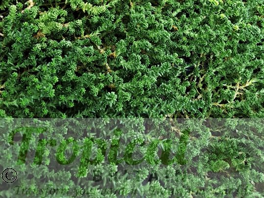 Sedum acre