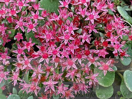 Sedum cauticola