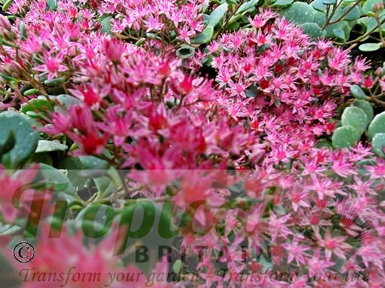 Sedum cauticola