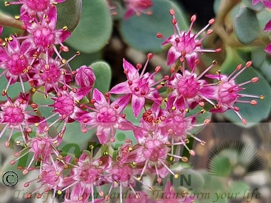 Sedum cauticola