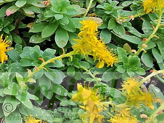 Sedum palmeri