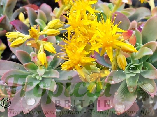 Sedum palmeri